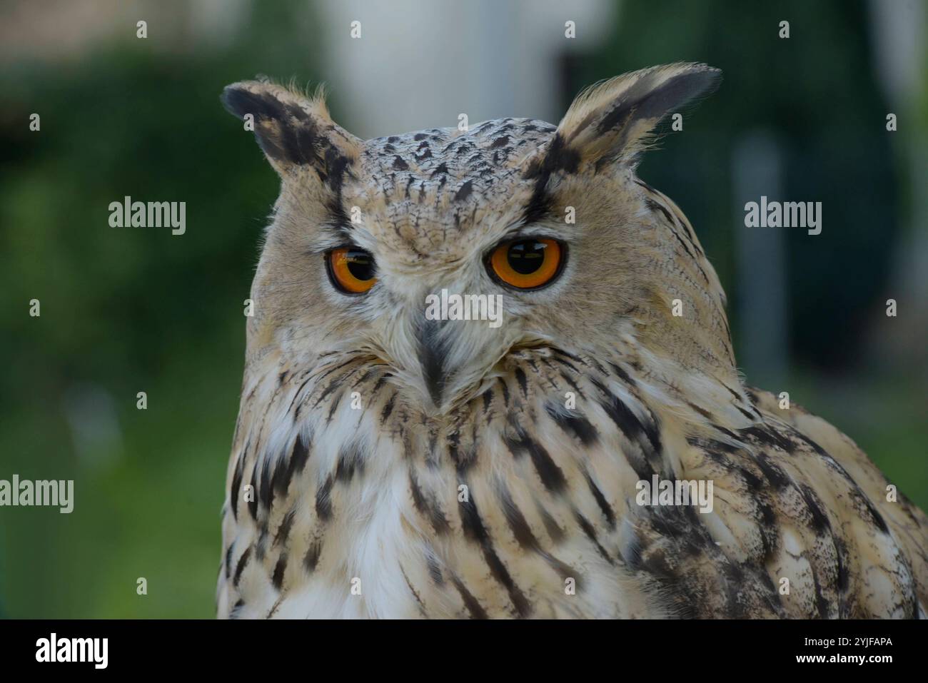 Sibirischer Uhus sind etwas größer als ihre europäischen Verwandten, sie besitzen zudem ein helleres Federkleid. Der Sibirische Uhu ist daher die weltweit größte Eulenart. Es gibt insgesamt 13 verschiedene Unterarten, welche in Größe und Gewicht variieren. Diese schönen Eulen sind nachtaktive Jäger und bevorzugen Kleinsäuger und Vögel als Nahrung. Sibirische Uhus werden im 2. Lebensjahr geschlechtsreif. Wenn Sie auf Anhieb den richtigen partenaire finden bleiben die Vögel ihr Leben lang monogam. Jedes Jahr findet dann eine brut statt, BEI der zwischen 2-4 Eier ins Nest gelegt werden. Nach einer B Banque D'Images