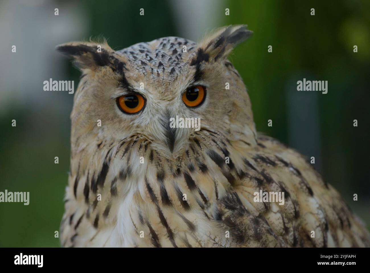 Sibirischer Uhus sind etwas größer als ihre europäischen Verwandten, sie besitzen zudem ein helleres Federkleid. Der Sibirische Uhu ist daher die weltweit größte Eulenart. Es gibt insgesamt 13 verschiedene Unterarten, welche in Größe und Gewicht variieren. Diese schönen Eulen sind nachtaktive Jäger und bevorzugen Kleinsäuger und Vögel als Nahrung. Sibirische Uhus werden im 2. Lebensjahr geschlechtsreif. Wenn Sie auf Anhieb den richtigen partenaire finden bleiben die Vögel ihr Leben lang monogam. Jedes Jahr findet dann eine brut statt, BEI der zwischen 2-4 Eier ins Nest gelegt werden. Nach einer B Banque D'Images