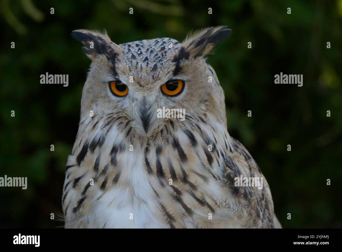 Sibirischer Uhus sind etwas größer als ihre europäischen Verwandten, sie besitzen zudem ein helleres Federkleid. Der Sibirische Uhu ist daher die weltweit größte Eulenart. Es gibt insgesamt 13 verschiedene Unterarten, welche in Größe und Gewicht variieren. Diese schönen Eulen sind nachtaktive Jäger und bevorzugen Kleinsäuger und Vögel als Nahrung. Sibirische Uhus werden im 2. Lebensjahr geschlechtsreif. Wenn Sie auf Anhieb den richtigen partenaire finden bleiben die Vögel ihr Leben lang monogam. Jedes Jahr findet dann eine brut statt, BEI der zwischen 2-4 Eier ins Nest gelegt werden. Nach einer B Banque D'Images