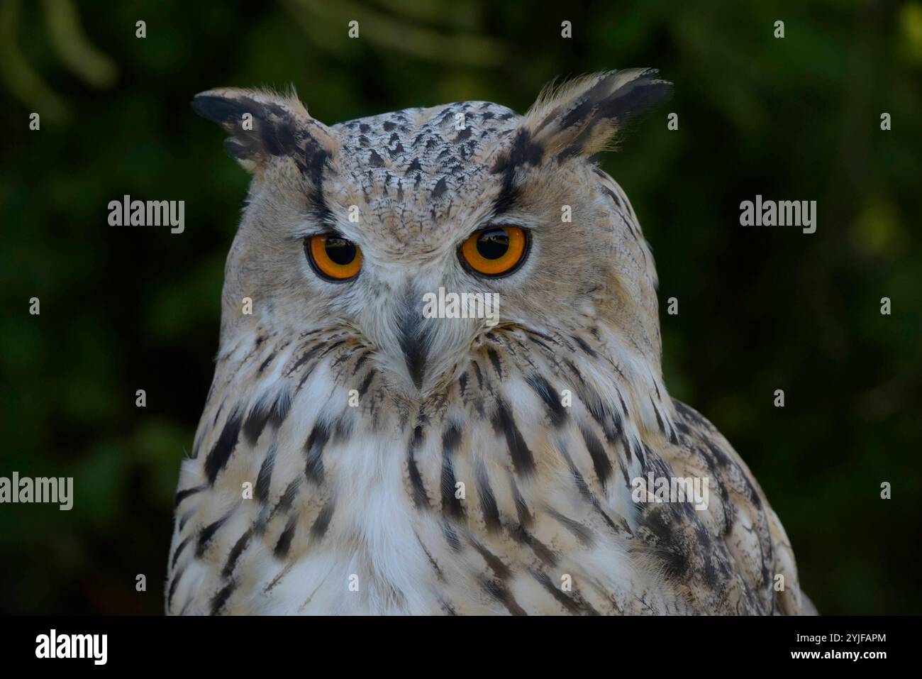 Sibirischer Uhus sind etwas größer als ihre europäischen Verwandten, sie besitzen zudem ein helleres Federkleid. Der Sibirische Uhu ist daher die weltweit größte Eulenart. Es gibt insgesamt 13 verschiedene Unterarten, welche in Größe und Gewicht variieren. Diese schönen Eulen sind nachtaktive Jäger und bevorzugen Kleinsäuger und Vögel als Nahrung. Sibirische Uhus werden im 2. Lebensjahr geschlechtsreif. Wenn Sie auf Anhieb den richtigen partenaire finden bleiben die Vögel ihr Leben lang monogam. Jedes Jahr findet dann eine brut statt, BEI der zwischen 2-4 Eier ins Nest gelegt werden. Nach einer B Banque D'Images