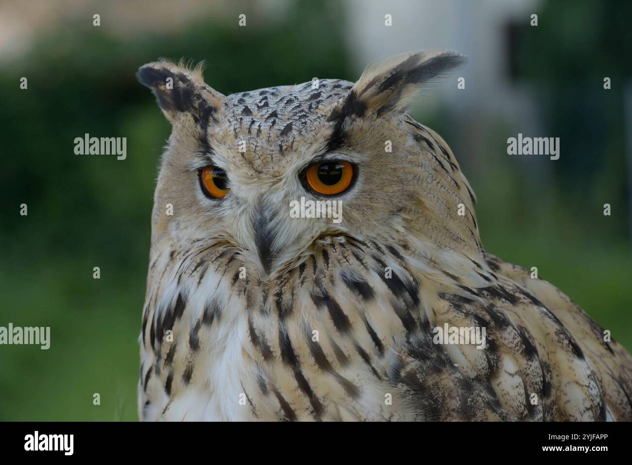 Sibirischer Uhus sind etwas größer als ihre europäischen Verwandten, sie besitzen zudem ein helleres Federkleid. Der Sibirische Uhu ist daher die weltweit größte Eulenart. Es gibt insgesamt 13 verschiedene Unterarten, welche in Größe und Gewicht variieren. Diese schönen Eulen sind nachtaktive Jäger und bevorzugen Kleinsäuger und Vögel als Nahrung. Sibirische Uhus werden im 2. Lebensjahr geschlechtsreif. Wenn Sie auf Anhieb den richtigen partenaire finden bleiben die Vögel ihr Leben lang monogam. Jedes Jahr findet dann eine brut statt, BEI der zwischen 2-4 Eier ins Nest gelegt werden. Nach einer B Banque D'Images