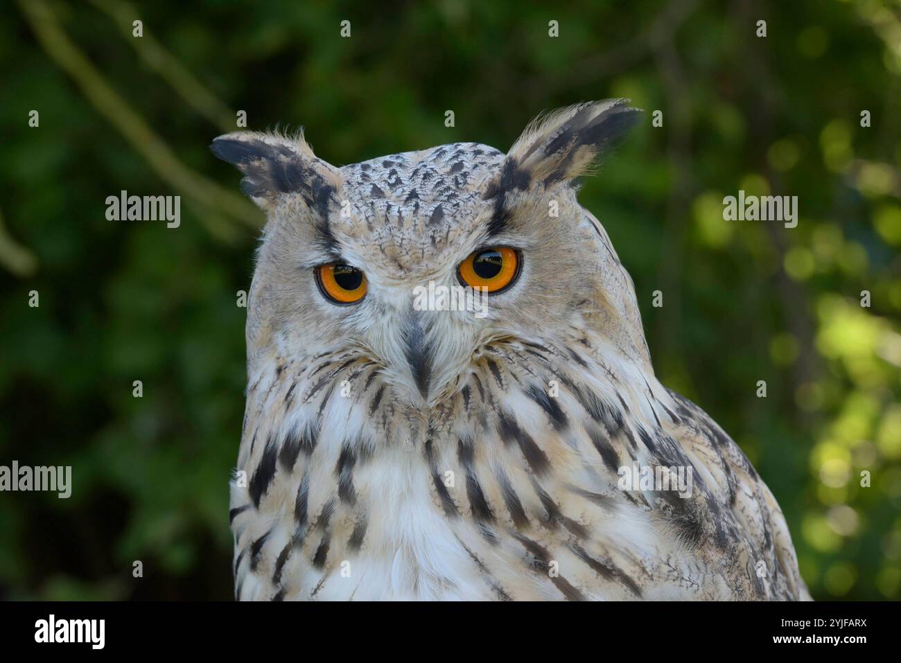 Sibirischer Uhus sind etwas größer als ihre europäischen Verwandten, sie besitzen zudem ein helleres Federkleid. Der Sibirische Uhu ist daher die weltweit größte Eulenart. Es gibt insgesamt 13 verschiedene Unterarten, welche in Größe und Gewicht variieren. Diese schönen Eulen sind nachtaktive Jäger und bevorzugen Kleinsäuger und Vögel als Nahrung. Sibirische Uhus werden im 2. Lebensjahr geschlechtsreif. Wenn Sie auf Anhieb den richtigen partenaire finden bleiben die Vögel ihr Leben lang monogam. Jedes Jahr findet dann eine brut statt, BEI der zwischen 2-4 Eier ins Nest gelegt werden. Nach einer B Banque D'Images