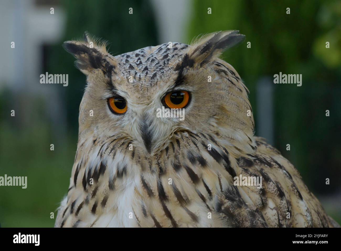 Sibirischer Uhus sind etwas größer als ihre europäischen Verwandten, sie besitzen zudem ein helleres Federkleid. Der Sibirische Uhu ist daher die weltweit größte Eulenart. Es gibt insgesamt 13 verschiedene Unterarten, welche in Größe und Gewicht variieren. Diese schönen Eulen sind nachtaktive Jäger und bevorzugen Kleinsäuger und Vögel als Nahrung. Sibirische Uhus werden im 2. Lebensjahr geschlechtsreif. Wenn Sie auf Anhieb den richtigen partenaire finden bleiben die Vögel ihr Leben lang monogam. Jedes Jahr findet dann eine brut statt, BEI der zwischen 2-4 Eier ins Nest gelegt werden. Nach einer B Banque D'Images