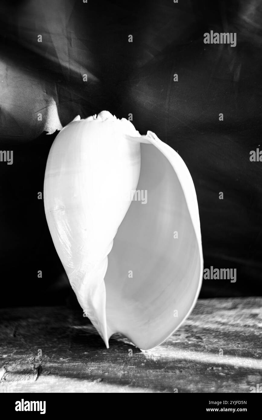 Une photographie en noir et blanc d'une coquille de nautilus chambrée Nautilus pompilius montre un beau motif en spirale. Banque D'Images