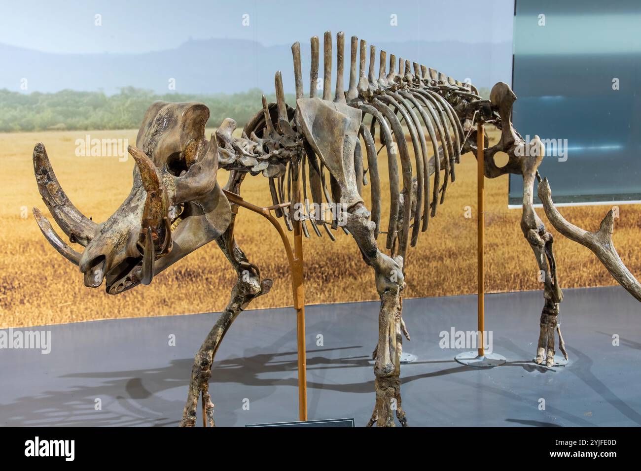 Bandung Indonesia 2 Nov 2024 : le fossile de Celebochoerus heekereni dans Museum Geologi. C'est une espèce éteinte de cochon sauvage Banque D'Images