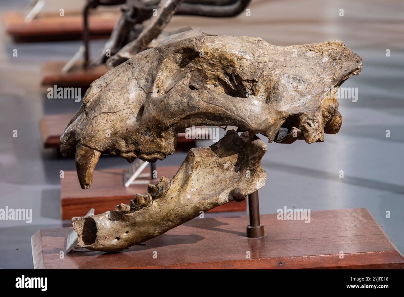 Bandung Indonesia 2 Nov 2024 : fossile de crâne de Felis paleojavanicus dans Museum Geologi. C'est une espèce éteinte de chat Banque D'Images