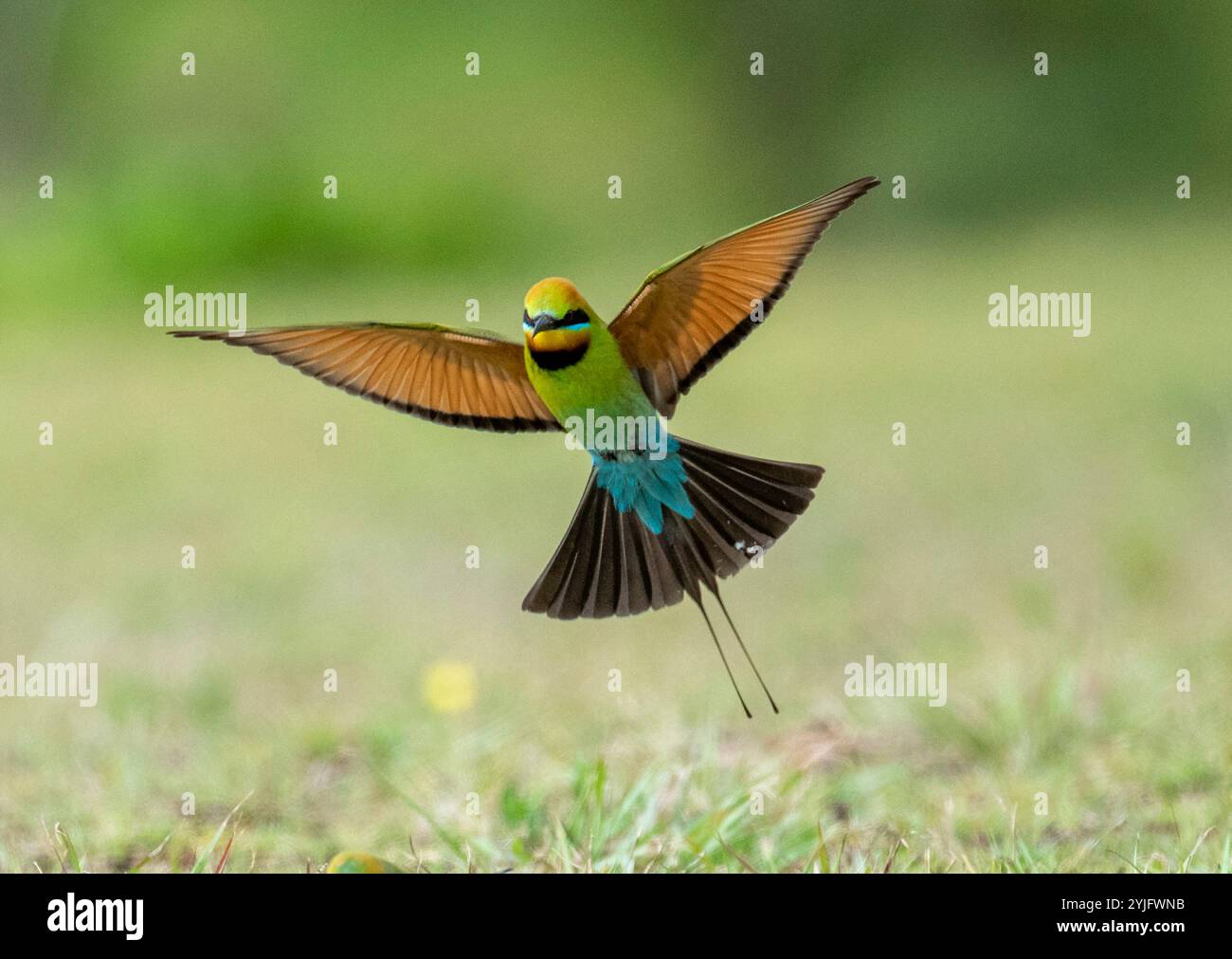 Mangeurs d'abeilles arc-en-ciel en vol dans le nord de la Nouvelle-Galles du Sud, Australie. Banque D'Images