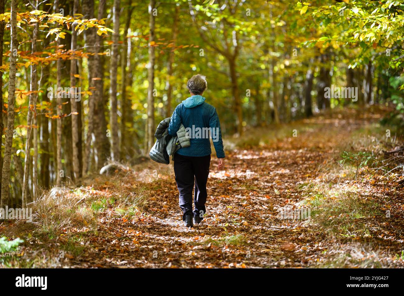 Femme marchant au milieu du feuillage d'automne sur Chamcook Mountain Trail, selon Andrews, Nouveau-Brunswick, Canada. Banque D'Images