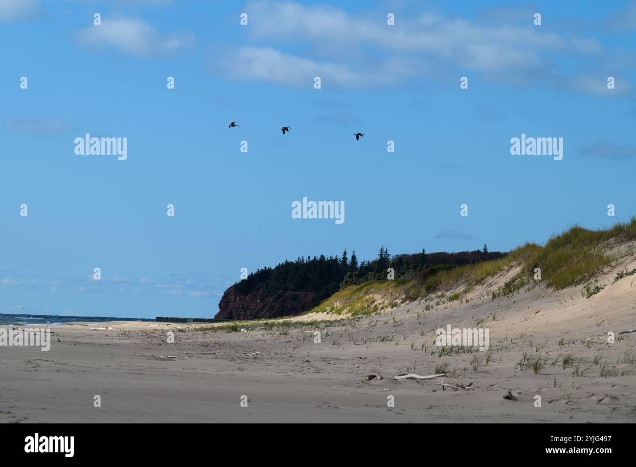 Les oies survolent la plage du parc provincial Basin Head, Île-du-Prince-Édouard, Canada. Banque D'Images