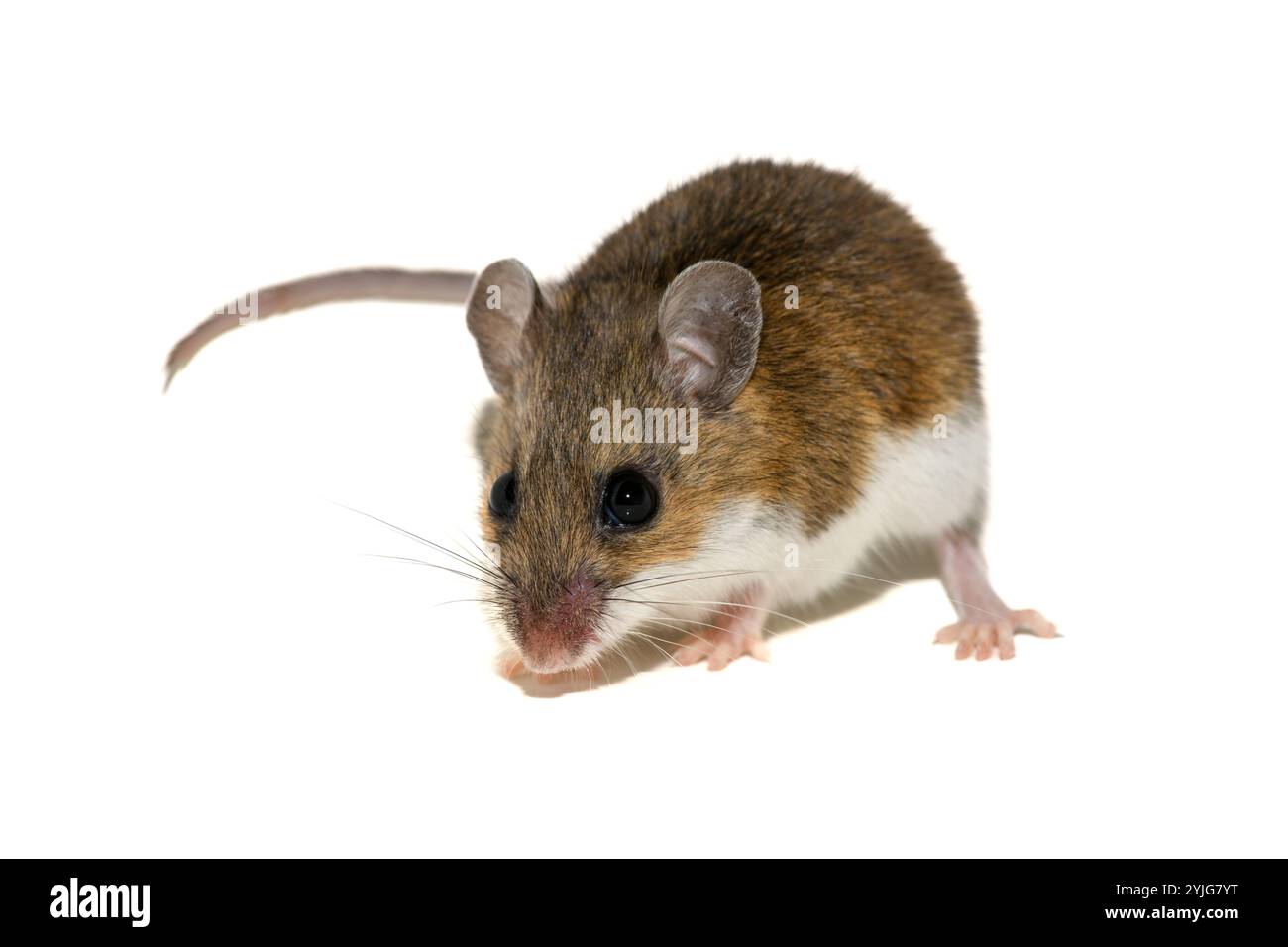 Souris à pattes blanches (Peromyscus leucopus), souris cerf sur fond blanc Banque D'Images