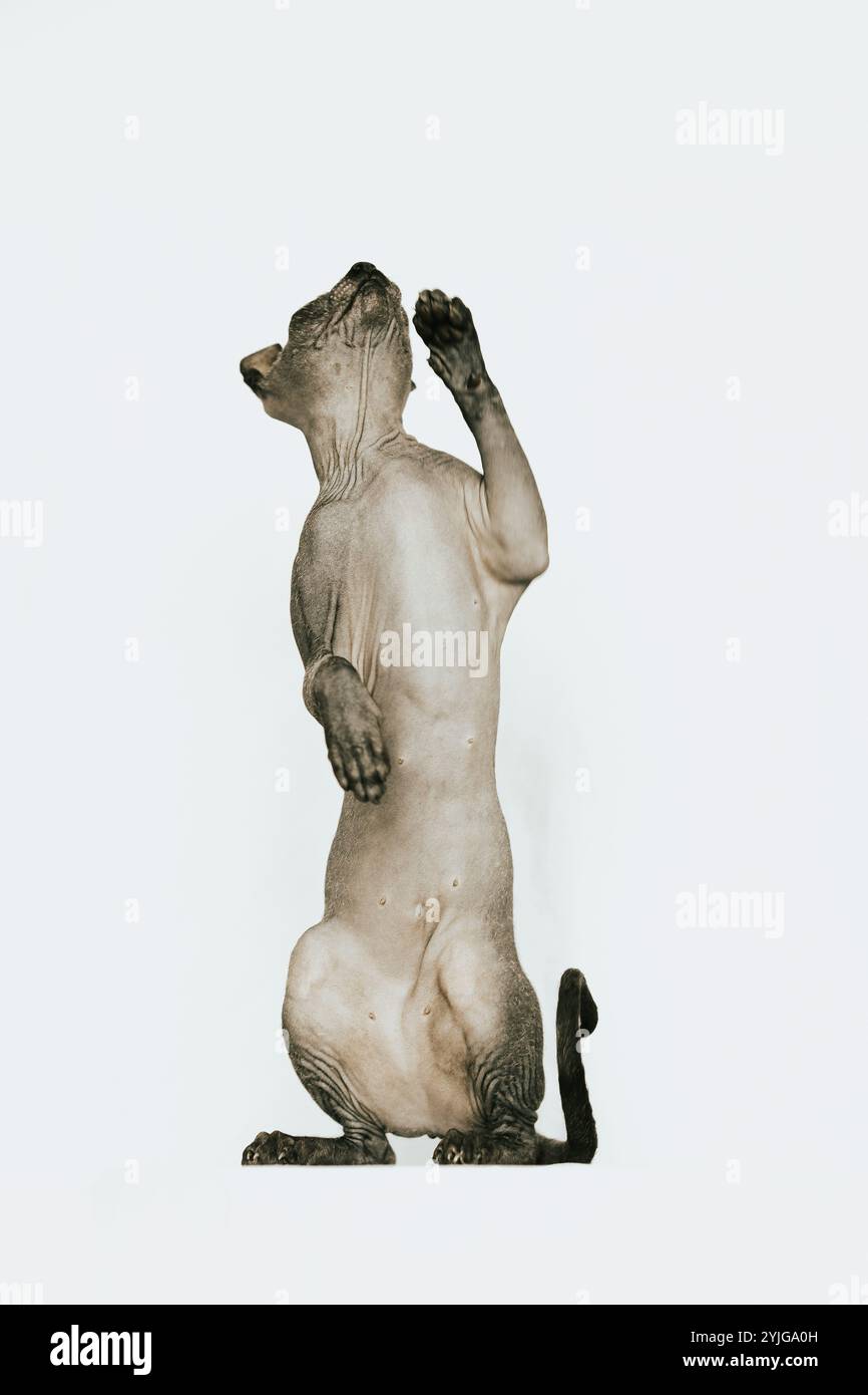 Chat Sphynx, photo chat sans poils Banque D'Images