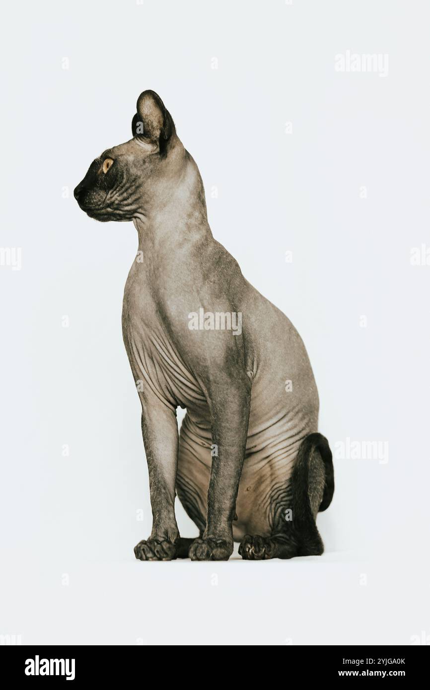 Chat Sphynx, photo chat sans poils Banque D'Images