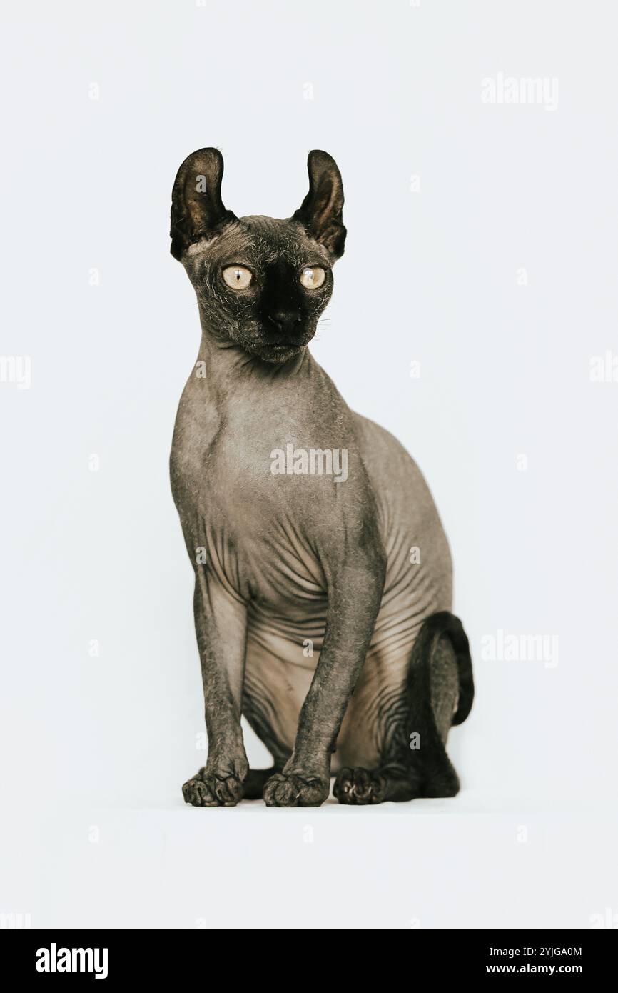 Chat Sphynx, photo chat sans poils Banque D'Images
