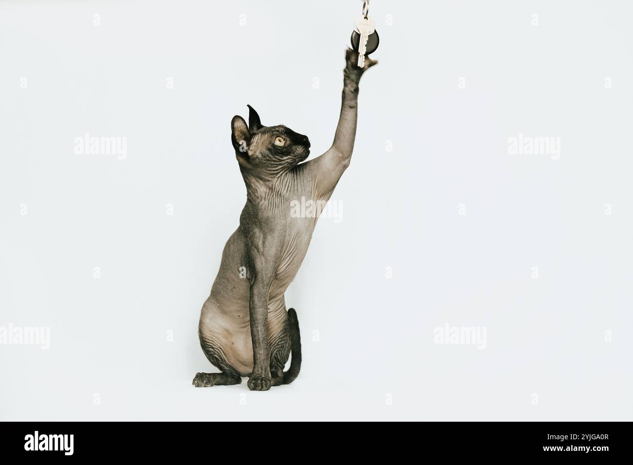 Chat Sphynx, photo chat sans poils Banque D'Images
