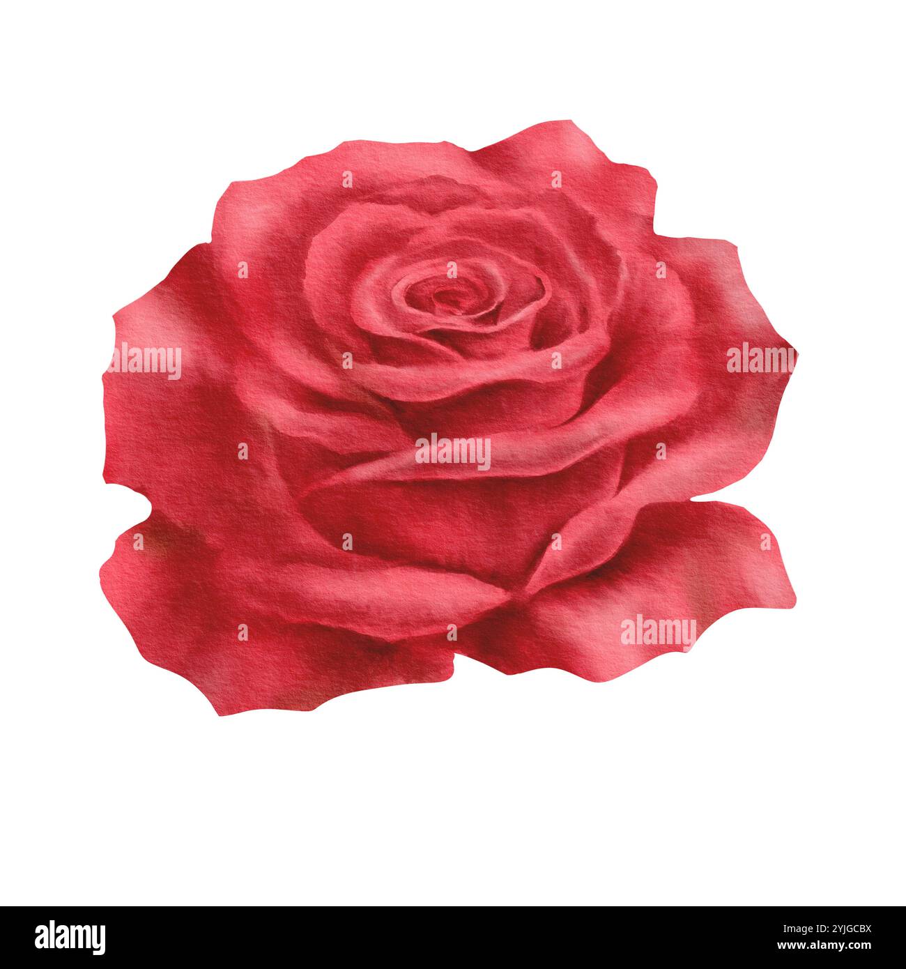 Rose rouge dans un style réaliste dans la technique de l'aquarelle comme symbole de l'amour, de la passion et du désir. Illustration dessinée à la main pour la décoration de cartes pour Banque D'Images