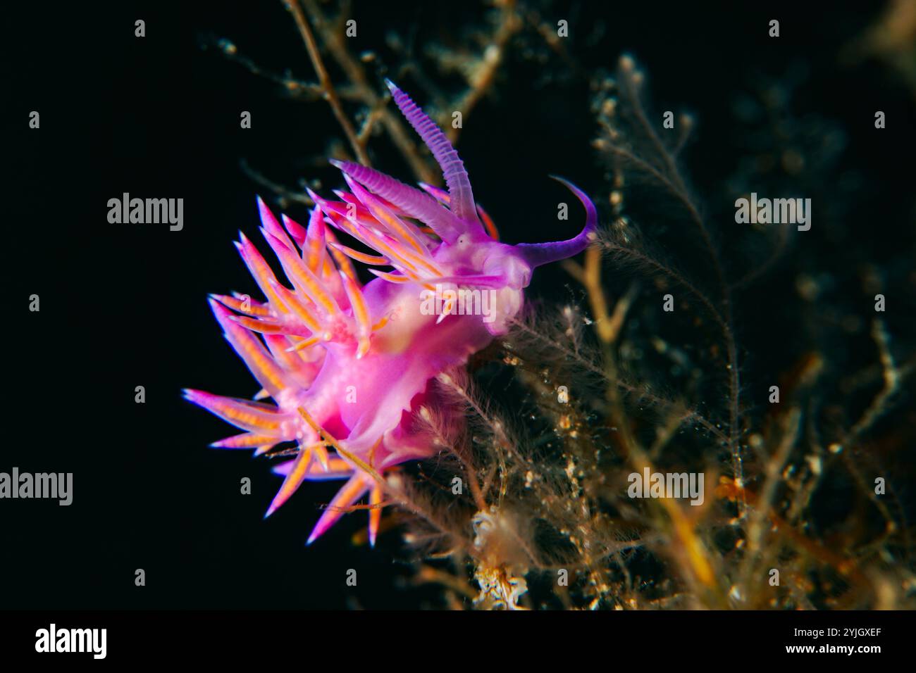 Flabellina affinis - flabellina rose Banque D'Images