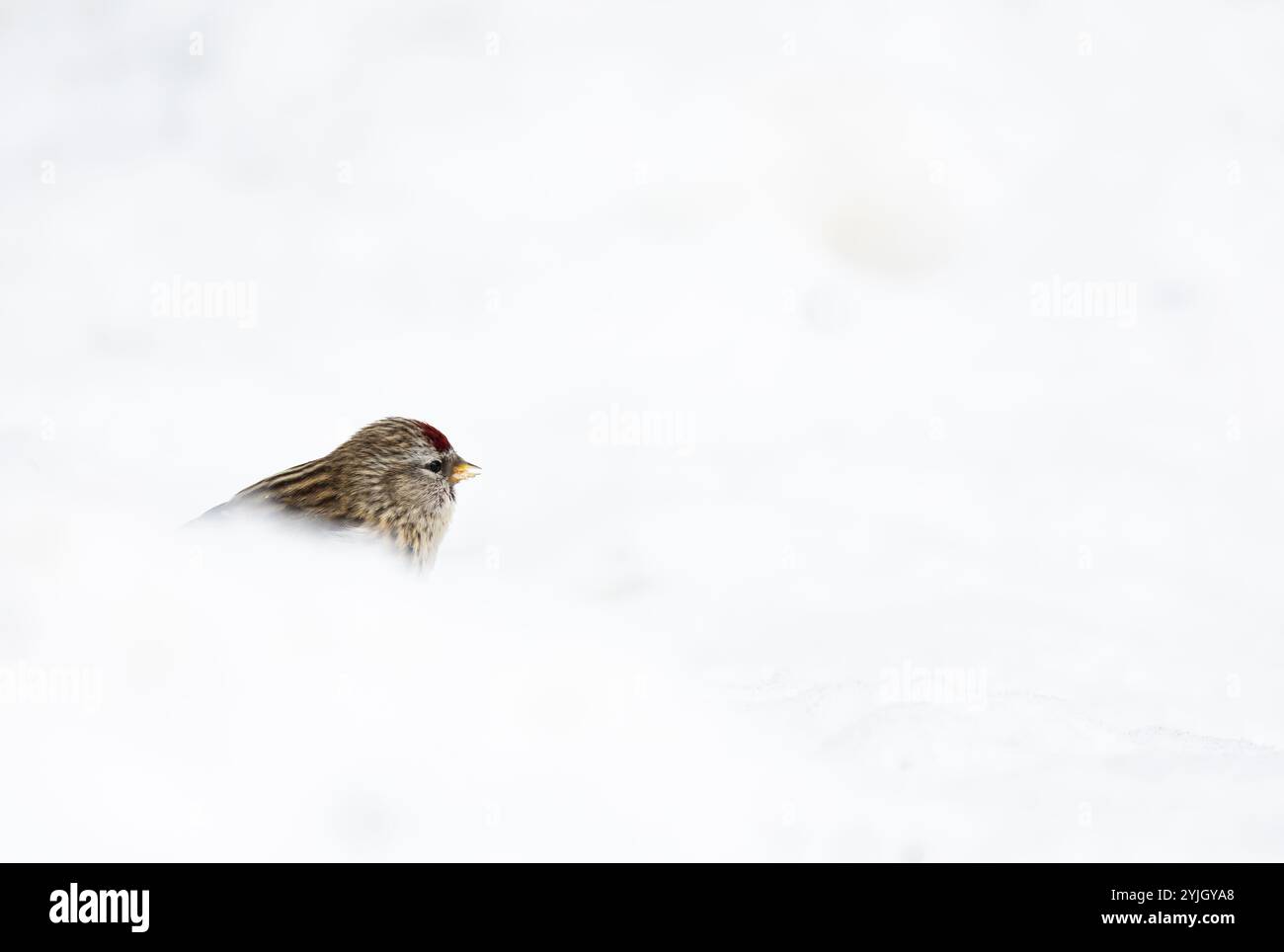 Oiseau Carduelis flammea Banque D'Images