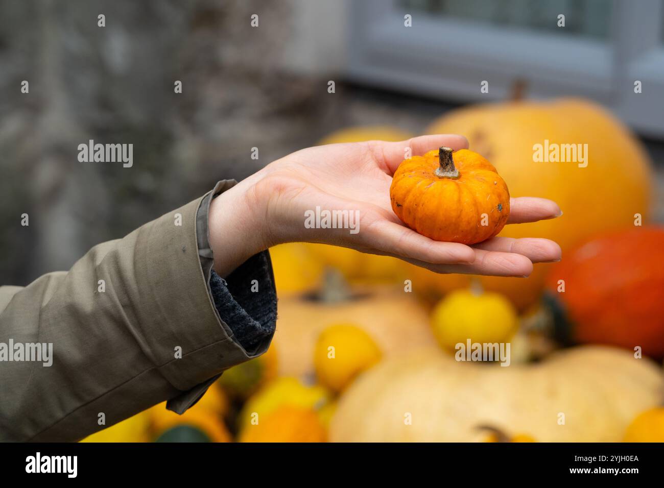 Main tenant la petite citrouille orange à l'affichage de la récolte d'automne Banque D'Images