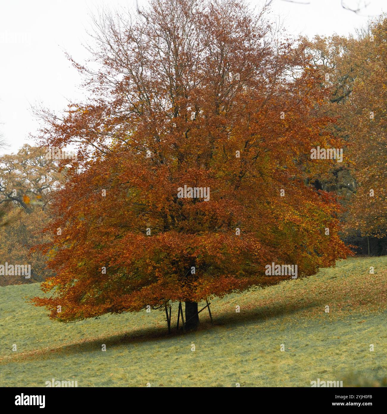 Magnifique hêtre en pleine couleur automne affichant un feuillage doré et orange dans la campagne du Lake District Banque D'Images Magnifique hêtre en pleine couleur automne affichant un feuillage doré et orange dans la campagne du Lake District Banque D'Images