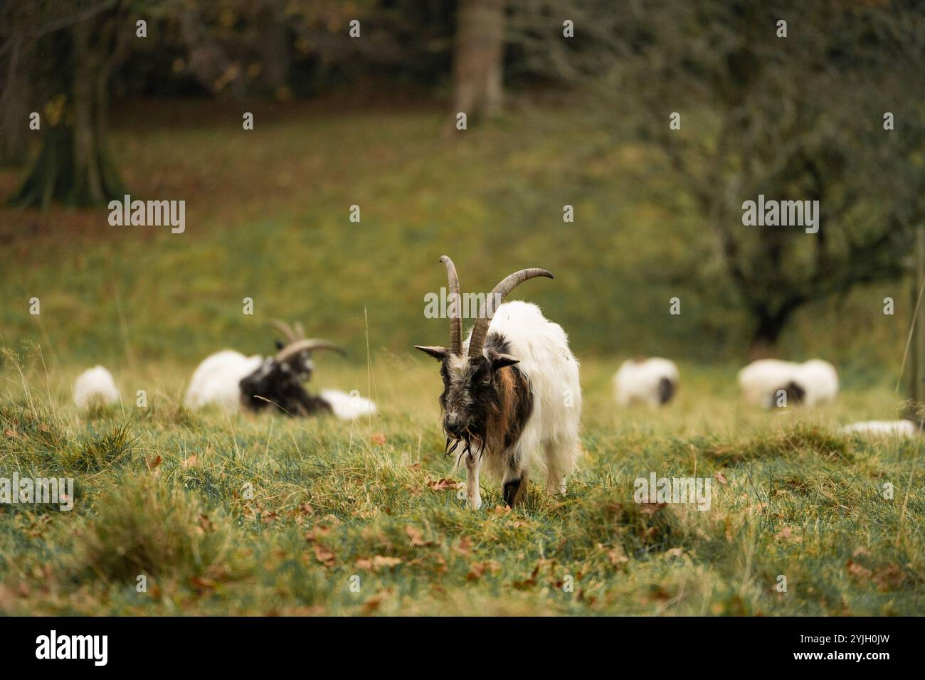 Chèvres sauvages pâturant à flanc de fosse avec des moutons en arrière-plan, parc national du Lake District Banque D'Images