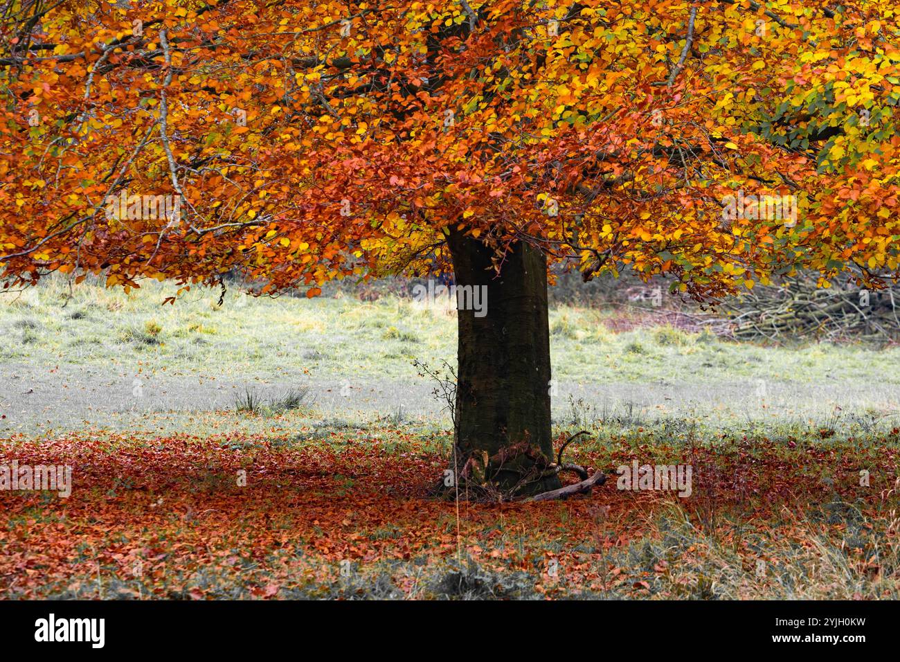 Superbes couleurs d'automne sur un arbre à feuilles caduques dans la campagne du Lake District Banque D'Images