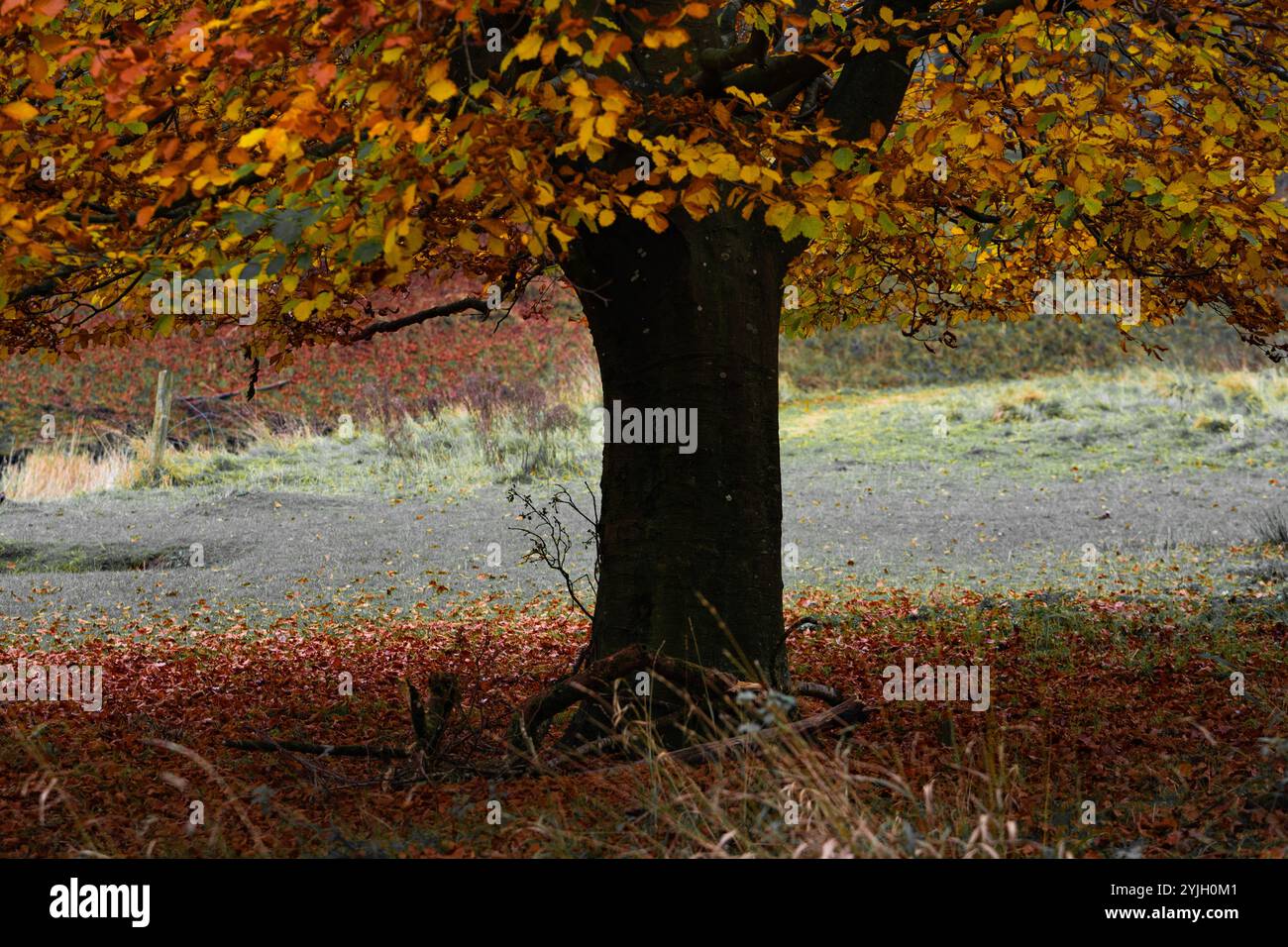 Magnifique arbre d'automne avec feuillage doré dans la campagne du Lake District Banque D'Images