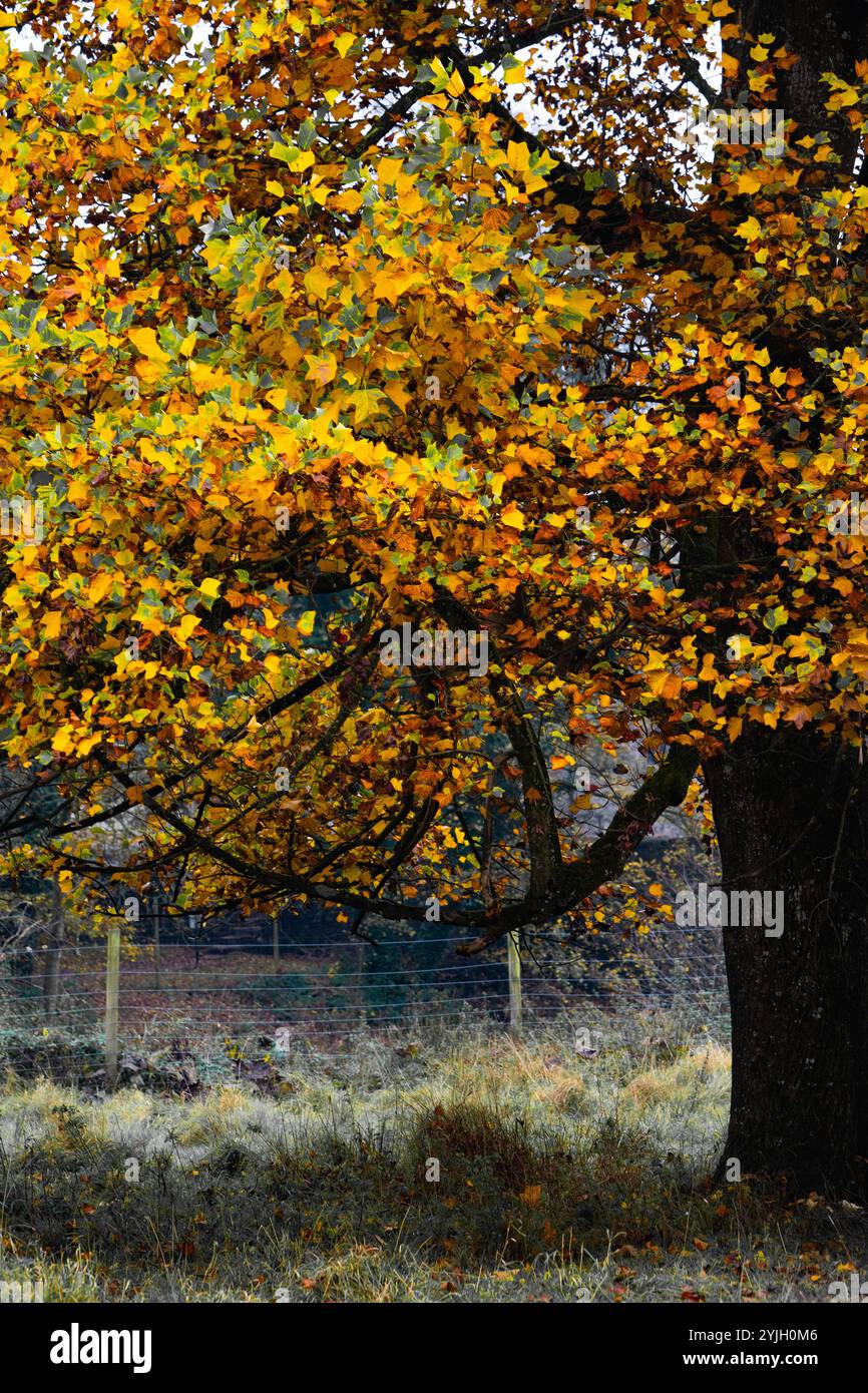 Arbre d'automne dynamique avec feuillage doré et orange dans la campagne du Lake District Banque D'Images