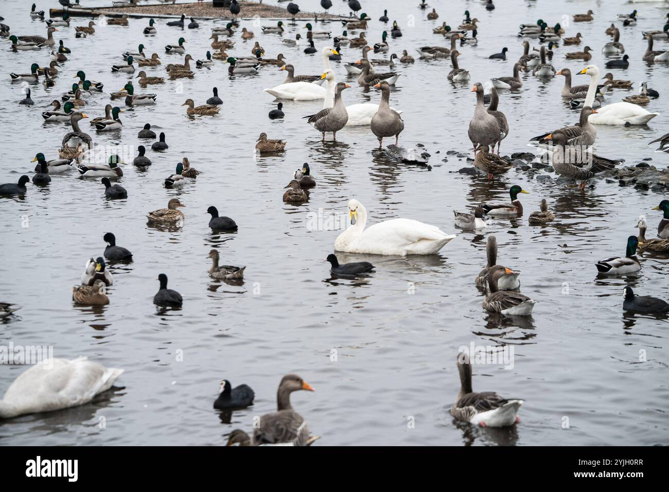 Un grand troupeau de sauvagine, y compris les cygnes, les oies, les canards et les coots, se sont rassemblés sur l'eau du Lake District en automne Banque D'Images