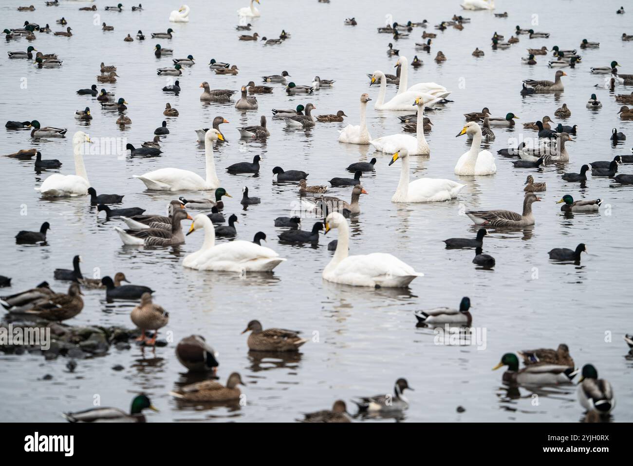 Un grand troupeau de cygnes, de canards et de sauvagine s'est rassemblé sur l'eau du Lake District en hiver Banque D'Images