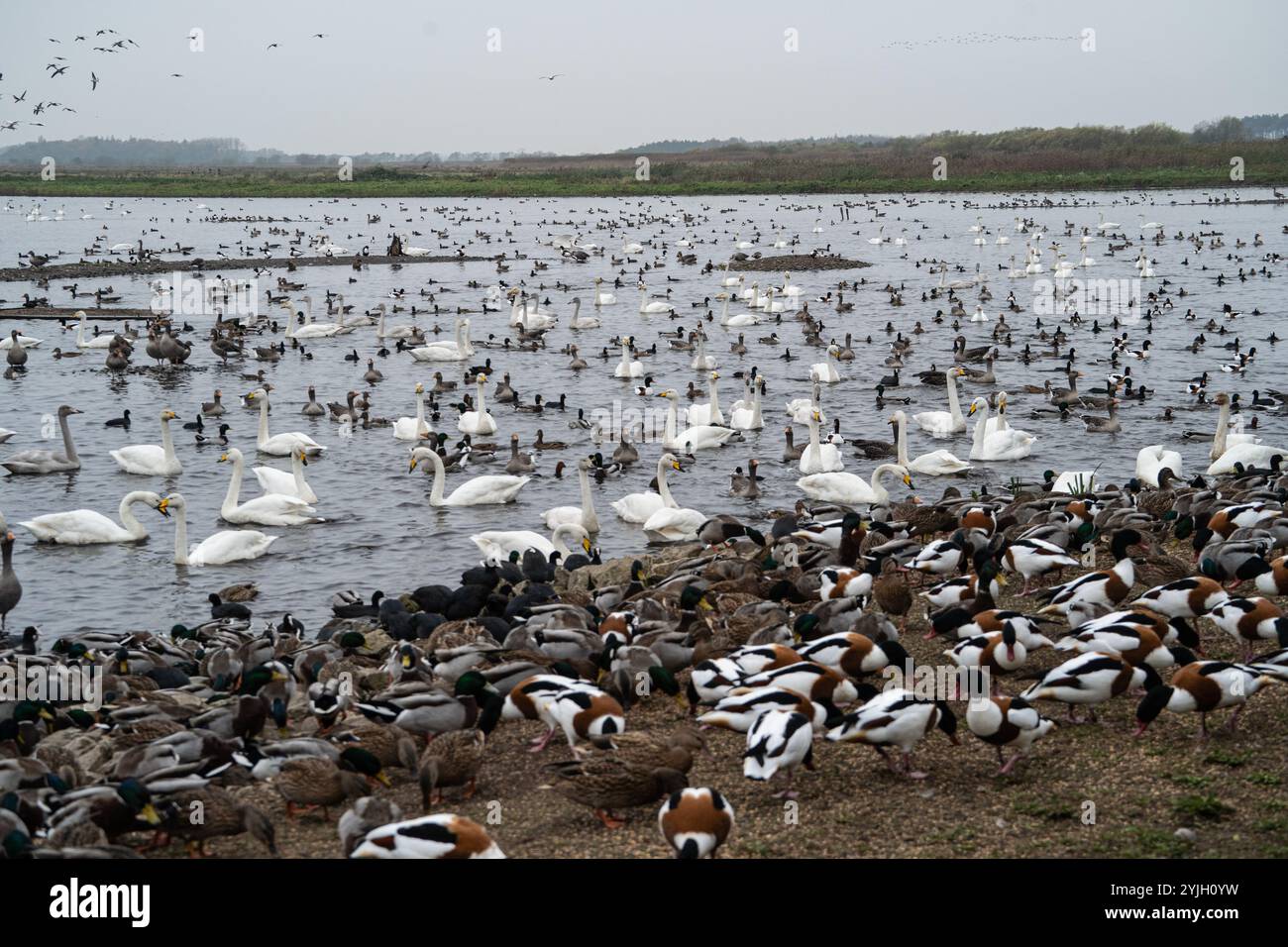 Un grand troupeau de cygnes, de canards et de sauvagine s'est rassemblé sur le lac dans des conditions nuageuses Banque D'Images