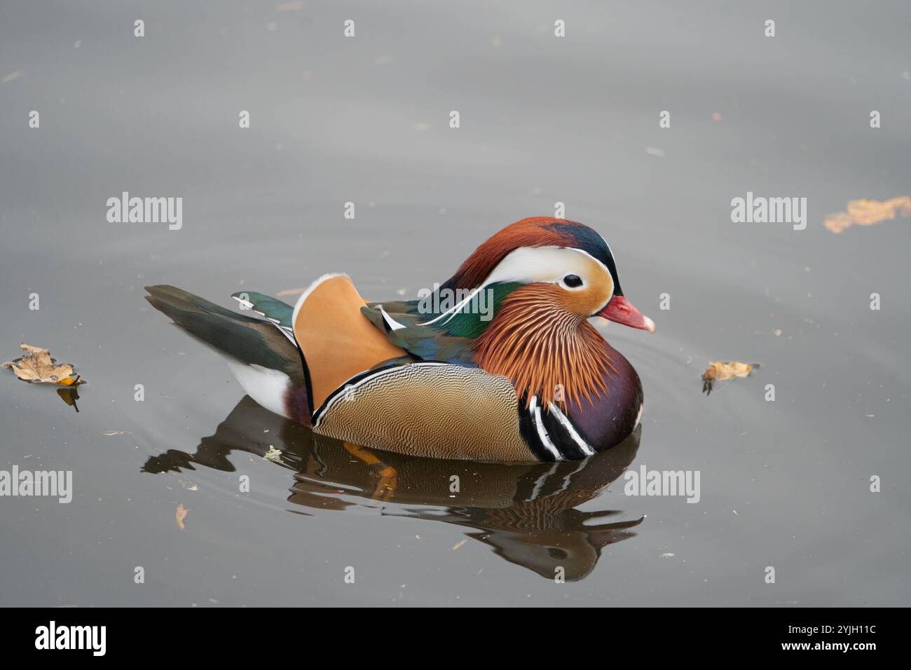 Canard mandarin nageant sur le lac avec des feuilles d'automne flottant sur la surface de l'eau Banque D'Images