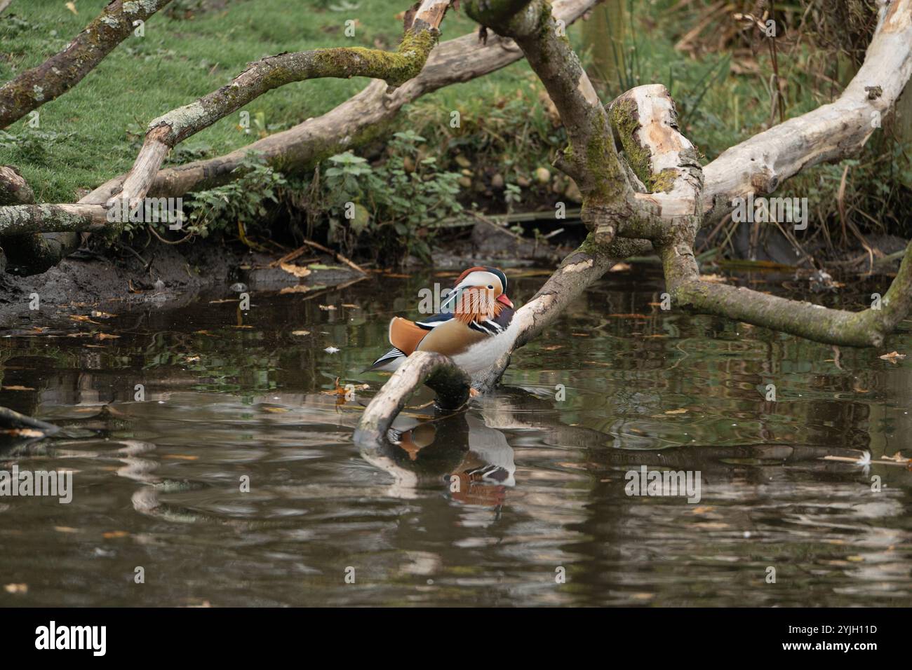 Canard mandarin nageant parmi les branches tombées dans l'étang boisé du Lake District Banque D'Images