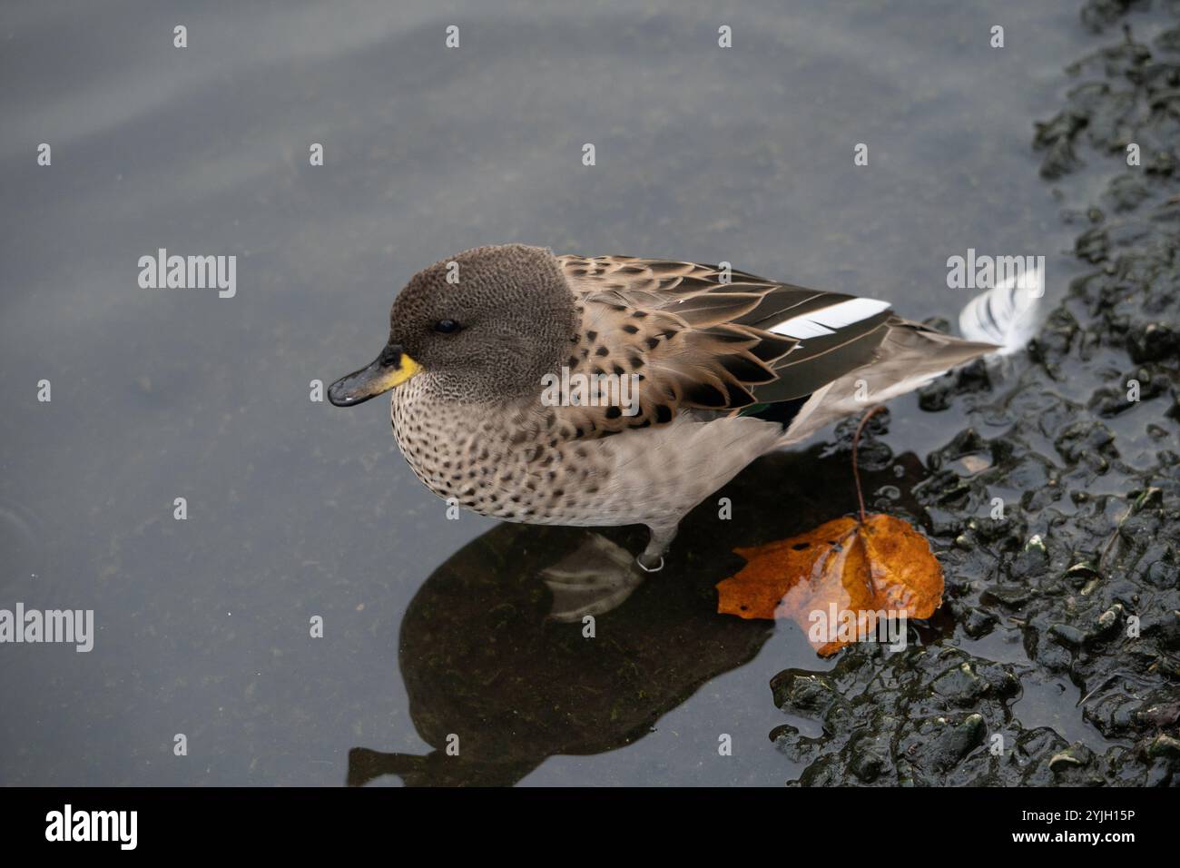 Canard Gadwall nageant dans le lac avec la feuille d'automne et la réflexion, Lake District Banque D'Images