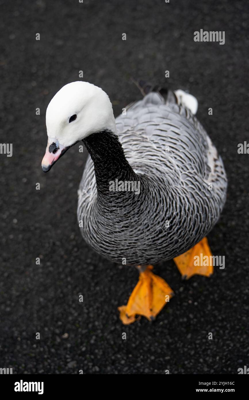 Oie empereur avec tête blanche distinctive et pieds palmés orange sur une surface de tarmac foncé Banque D'Images