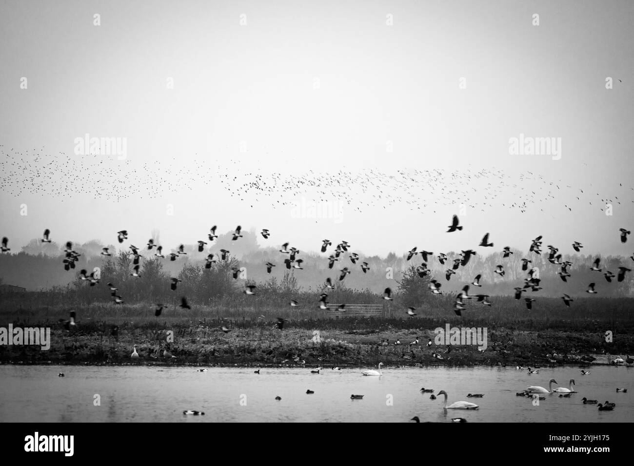 Murmure dramatique d'étourneaux en vol au-dessus de la zone humide du Lake District avec des cygnes en dessous Banque D'Images