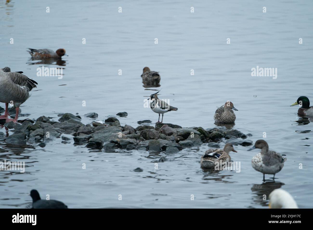 Oiseaux aquatiques et échassiers mélangés se rassemblant sur le rivage rocheux du lac Lake District Banque D'Images