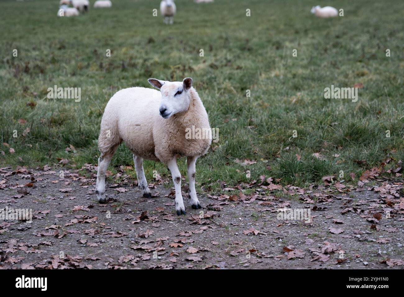 Mouton seul debout sur la voie de campagne dans la scène pastorale du Lake District Banque D'Images