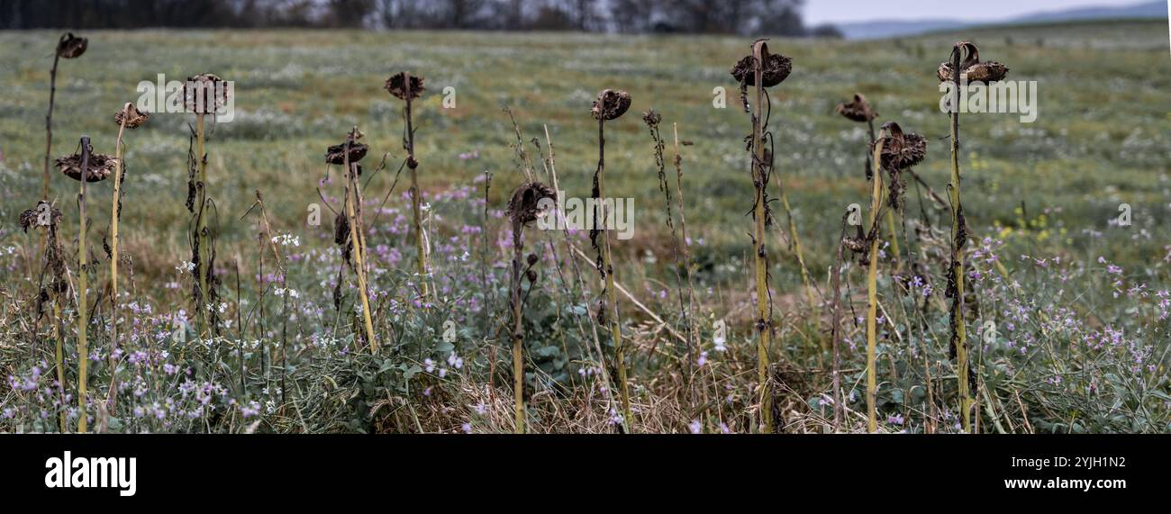 Têtes de graines de tournesol dépensées dans les prairies d'automne, panorama de la campagne du Lake District Banque D'Images