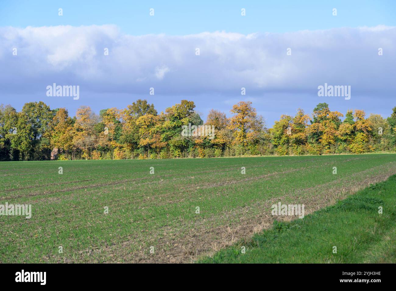 Champs arables et arbres automnaux dans le village de Chart Sutton, près de Maidstone, Kent, Royaume-Uni. Novembre Banque D'Images