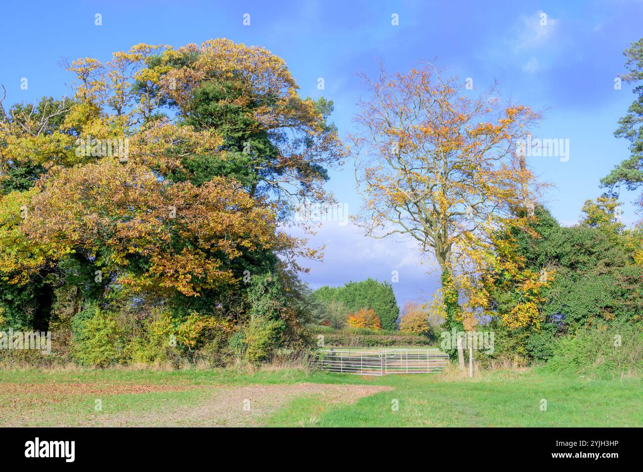 Champs arables et arbres automnaux dans le village de Chart Sutton, près de Maidstone, Kent, Royaume-Uni. Novembre Banque D'Images