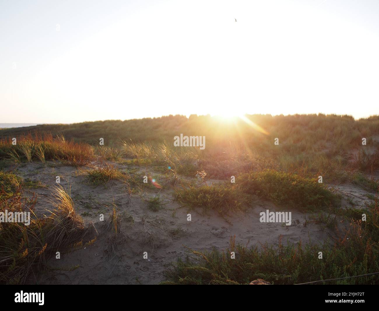 Coucher de soleil derrière une dune à Noordwijk, pays-Bas Banque D'Images