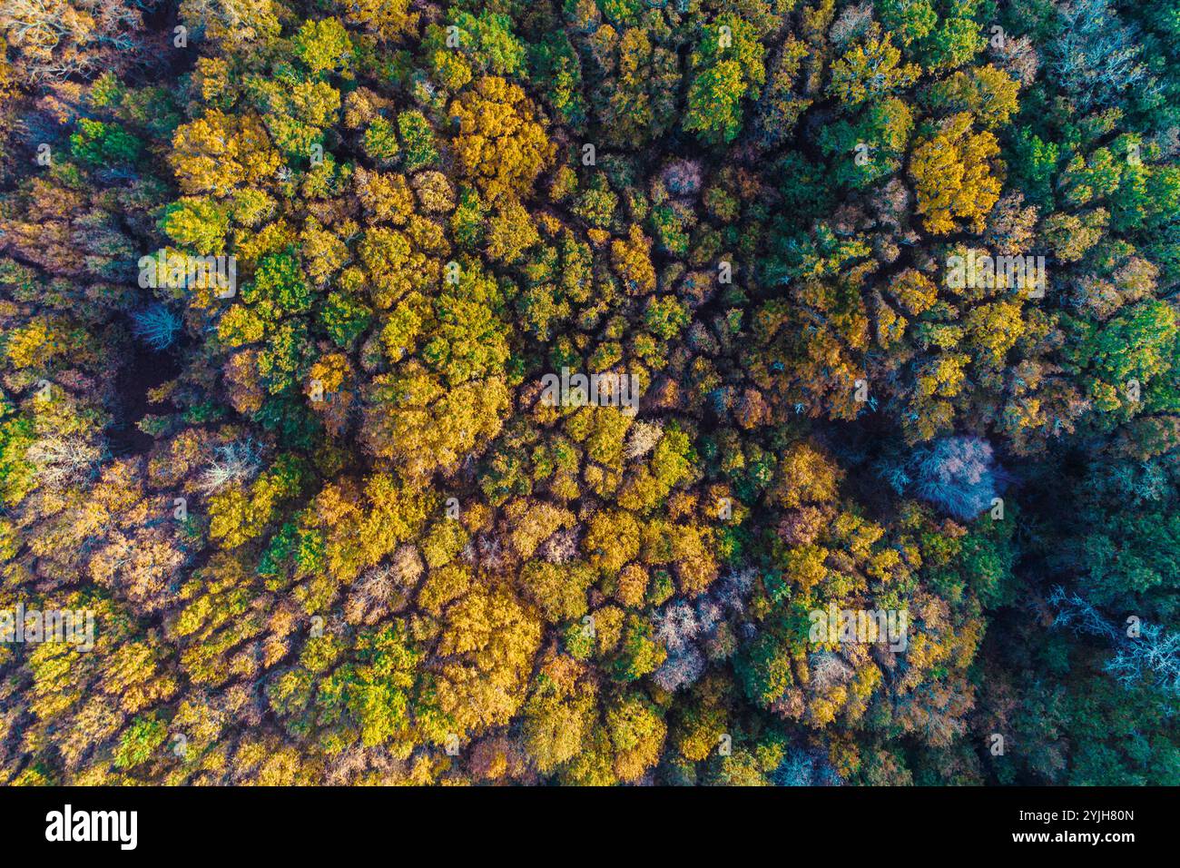 forêt d'arbres à feuilles caduques en automne, photographie de vue de dessus avec un drone, concept de fond d'automne Banque D'Images