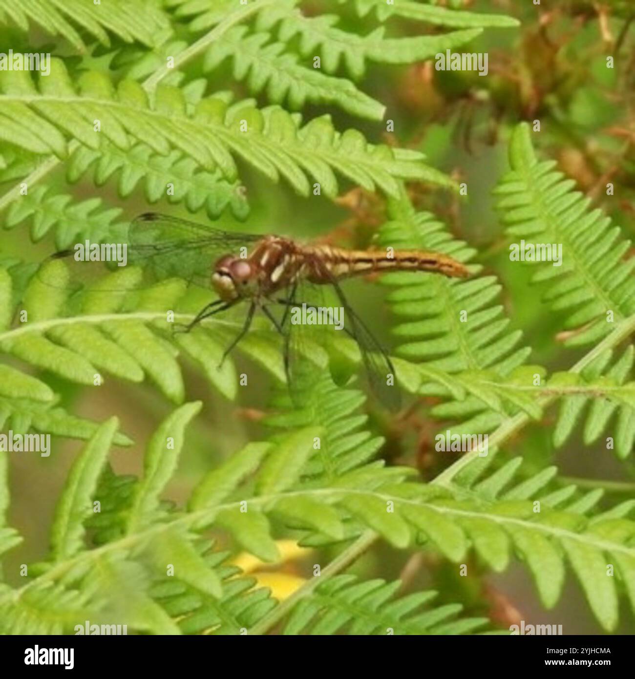 Meadowhawk rayé (Sympetrum pallipes) Banque D'Images