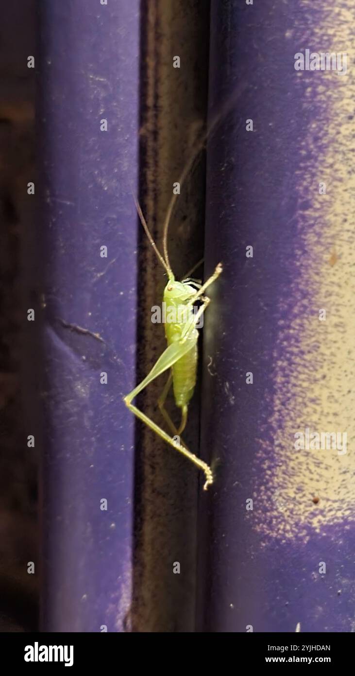 Le sud de l'Oak Bush-cricket (Meconema meridionale) Banque D'Images