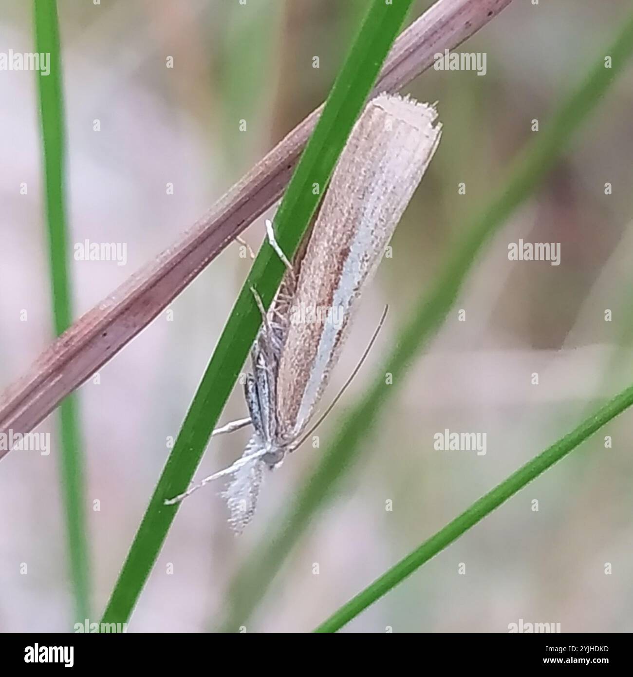 Placage d'herbe à rayures pâles (Agriphila selasella) Banque D'Images