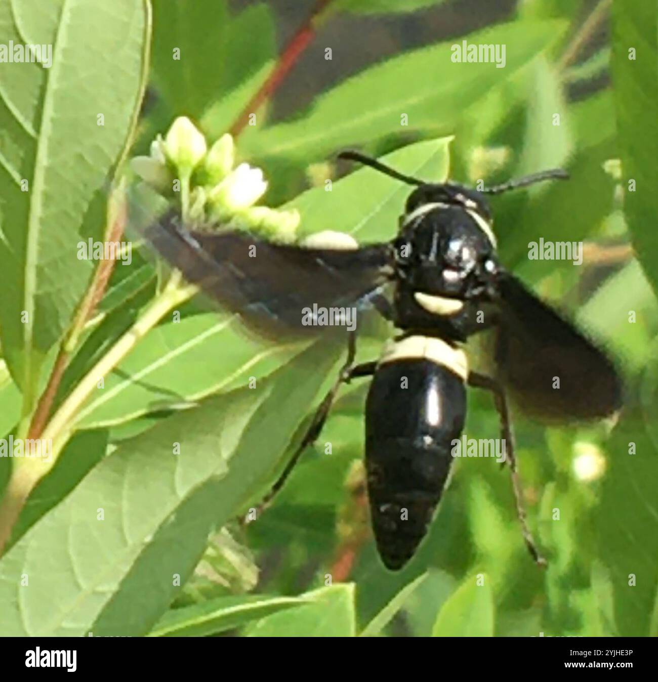 Guêpe de maçon à quatre dents (Monobia quadridens) Banque D'Images
