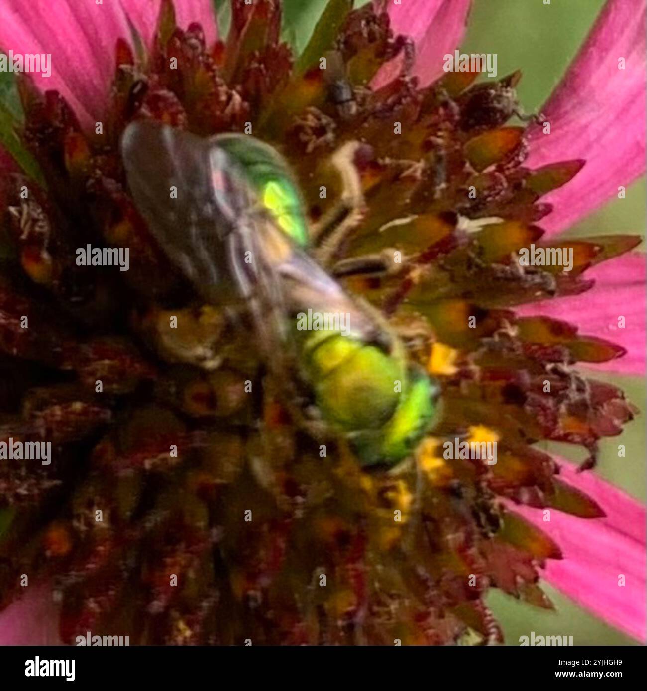 Abeille sueur verte pure (Augochlora pura) Banque D'Images