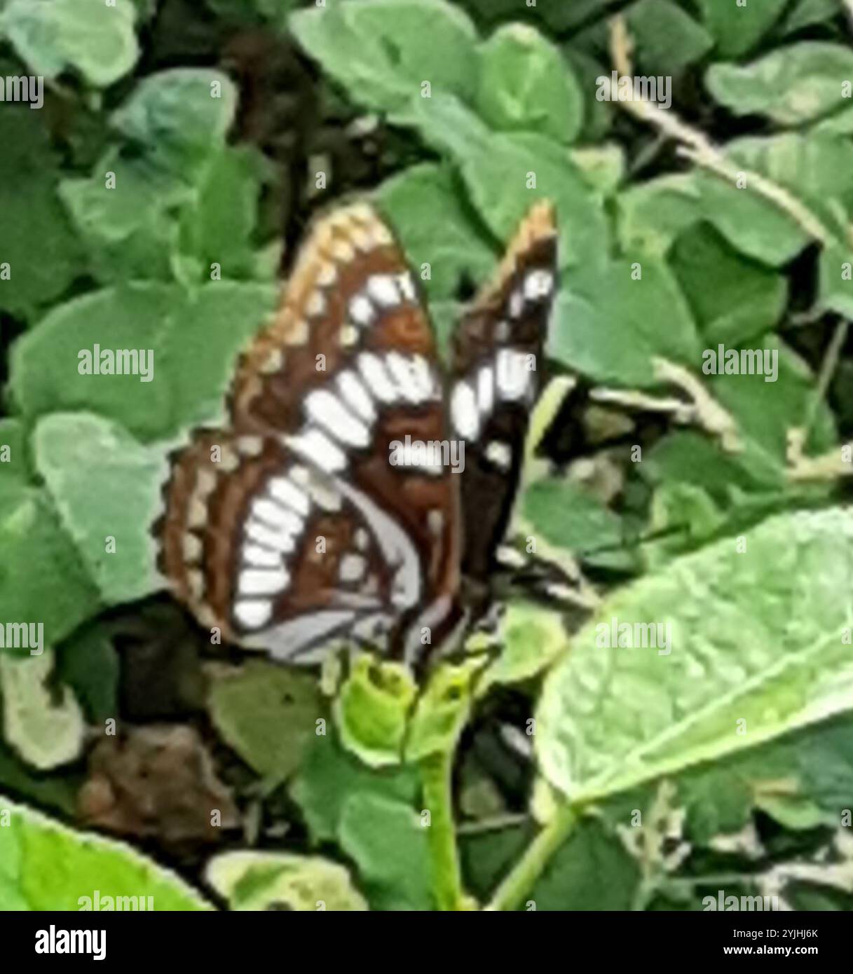 Amiral de Lorquin (Limenitis lorquini) Banque D'Images