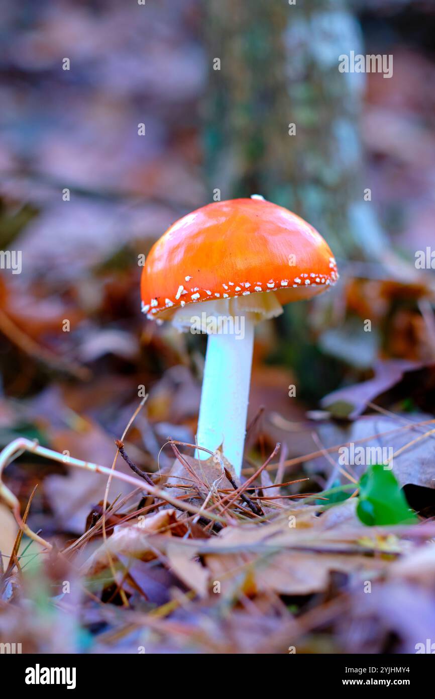 Un gros plan d'un champignon agarique Amanita muscaria ou mouche, mettant en valeur son chapeau rouge orangé vibrant, poussant parmi les feuilles mortes dans une forêt de chênes. Banque D'Images