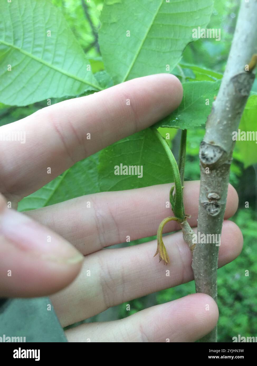 Hickory bitternut (Carya cordiformis) Banque D'Images